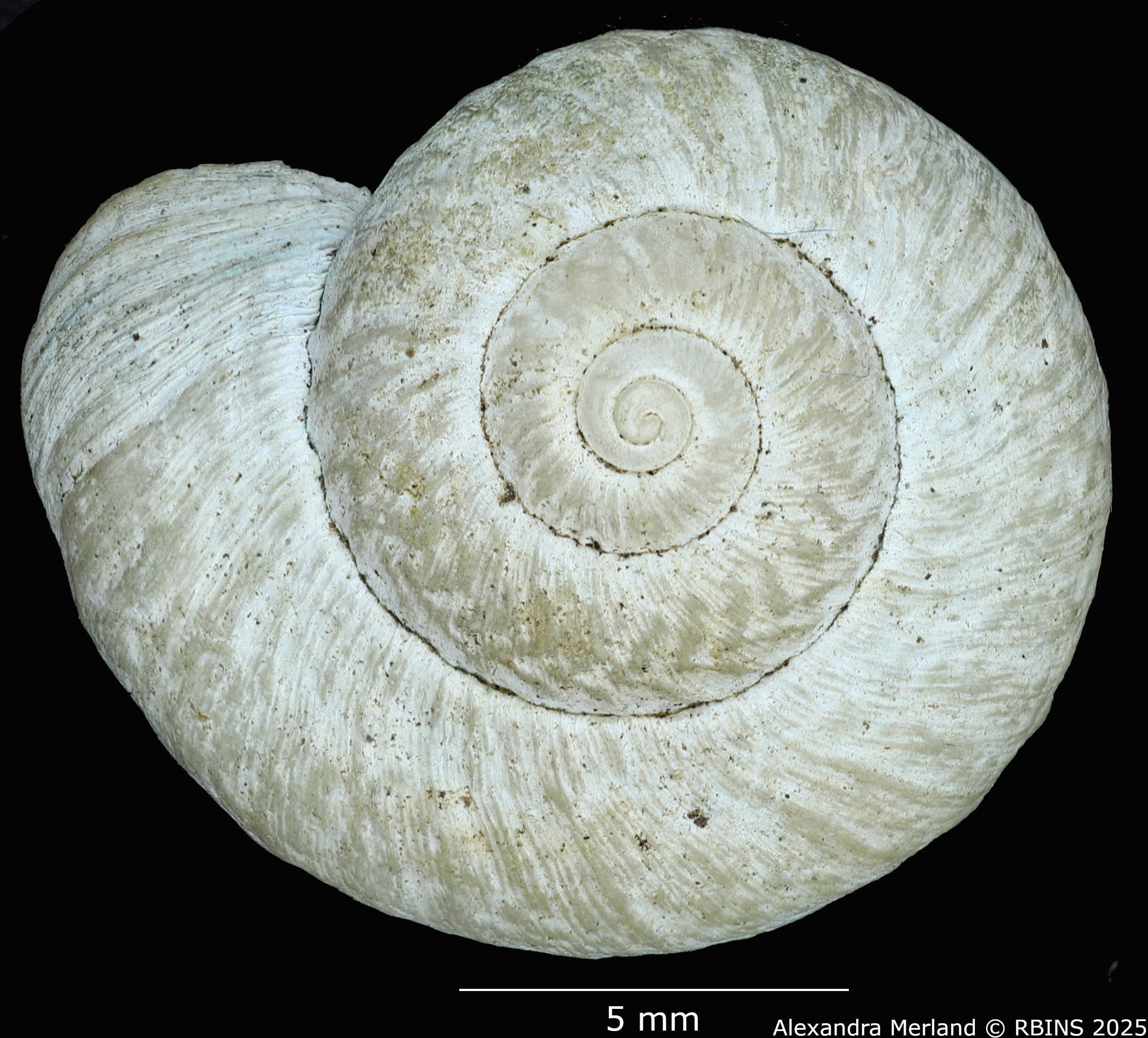 BE-RBINS-INV-MT-4267-Neocyclotus-fonticulus-ht-D.jpg
