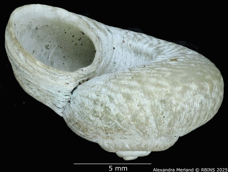 BE-RBINS-INV-MT-4267-Neocyclotus-fonticulus-ht-L.jpg BE-RBINS-INV-MT-4267-Neocyclotus-fonticulus-ht-L.jpg