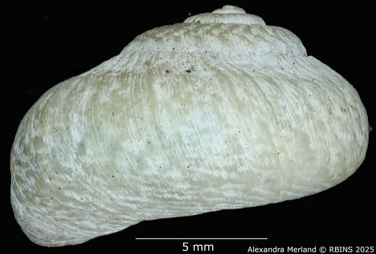 BE-RBINS-INV-MT-4267-Neocyclotus-fonticulus-ht-L2.jpg BE-RBINS-INV-MT-4267-Neocyclotus-fonticulus-ht-L2.jpg