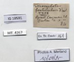 BE-RBINS-INV-MT-4267-Neocyclotus-fonticulus-ht-label.jpg BE-RBINS-INV-MT-4267-Neocyclotus-fonticulus-ht-label.jpg
