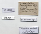 BE-RBINS-INV-MT-4267-Neocyclotus-fonticulus-ht-label.jpg