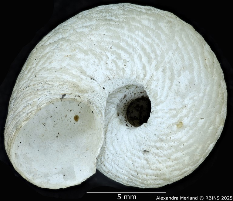 BE-RBINS-INV-MT-4267-Neocyclotus-fonticulus-ht-V.jpg BE-RBINS-INV-MT-4267-Neocyclotus-fonticulus-ht-V.jpg