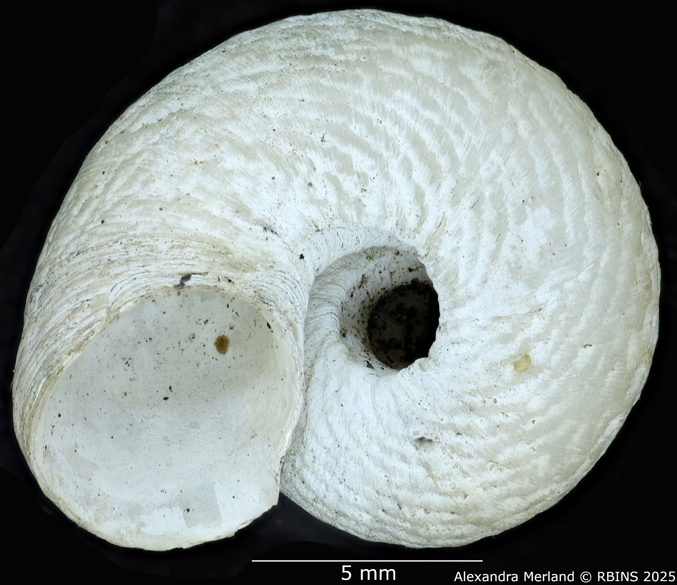 BE-RBINS-INV-MT-4267-Neocyclotus-fonticulus-ht-V.jpg