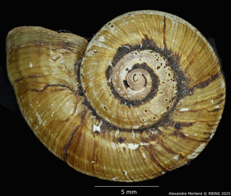 BE-RBINS-INV-MT-4266-Neocyclotus-meridaensis-exiguus-type-D.jpg BE-RBINS-INV-MT-4266-Neocyclotus-meridaensis-exiguus-type-D.jpg