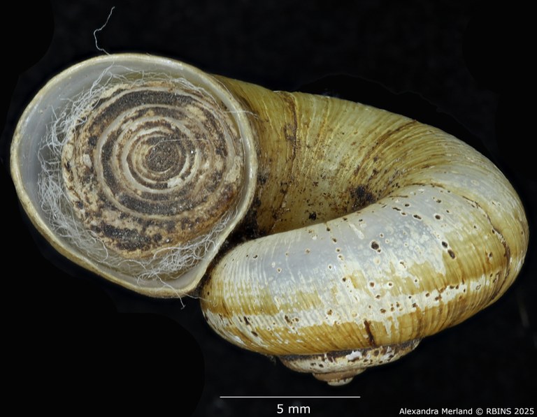 BE-RBINS-INV-MT-4266-Neocyclotus-meridaensis-exiguus-type-L.jpg BE-RBINS-INV-MT-4266-Neocyclotus-meridaensis-exiguus-type-L.jpg