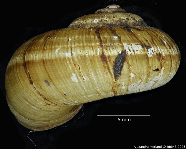 BE-RBINS-INV-MT-4266-Neocyclotus-meridaensis-exiguus-type-L2.jpg BE-RBINS-INV-MT-4266-Neocyclotus-meridaensis-exiguus-type-L2.jpg