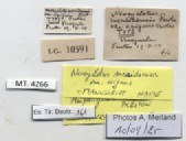 BE-RBINS-INV-MT-4266-Neocyclotus-meridaensis-exiguus-type-label.jpg BE-RBINS-INV-MT-4266-Neocyclotus-meridaensis-exiguus-type-label.jpg