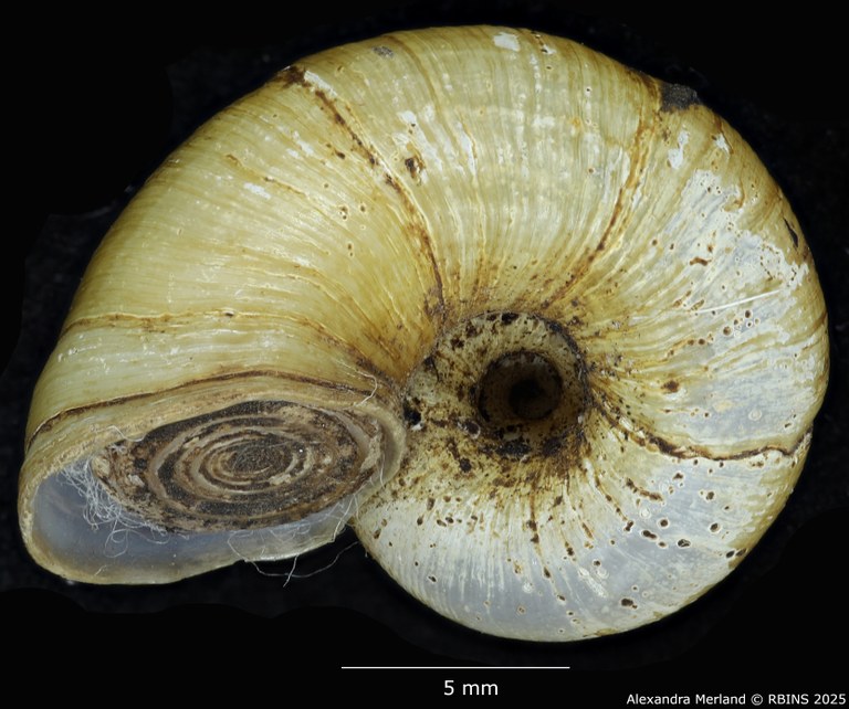 BE-RBINS-INV-MT-4266-Neocyclotus-meridaensis-exiguus-type-V.jpg BE-RBINS-INV-MT-4266-Neocyclotus-meridaensis-exiguus-type-V.jpg