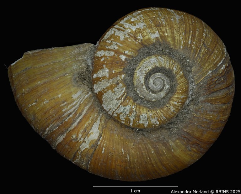 BE-RBINS-INV-MT-4264-Neocyclotus-meridaensis-type-D.jpg BE-RBINS-INV-MT-4264-Neocyclotus-meridaensis-type-D.jpg