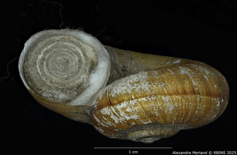 BE-RBINS-INV-MT-4264-Neocyclotus-meridaensis-type-L.jpg BE-RBINS-INV-MT-4264-Neocyclotus-meridaensis-type-L.jpg