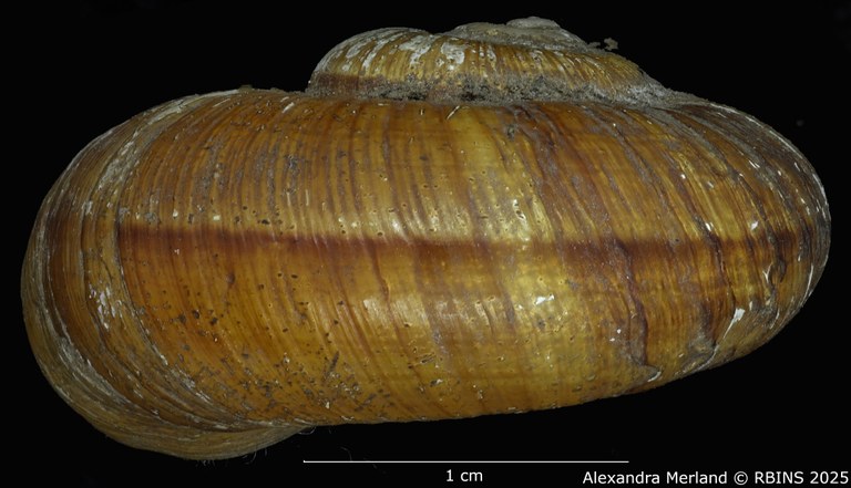 BE-RBINS-INV-MT-4264-Neocyclotus-meridaensis-type-L2.jpg BE-RBINS-INV-MT-4264-Neocyclotus-meridaensis-type-L2.jpg