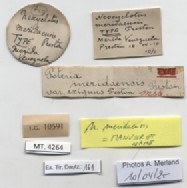 BE-RBINS-INV-MT-4264-Neocyclotus-meridaensis-type-label.jpg BE-RBINS-INV-MT-4264-Neocyclotus-meridaensis-type-label.jpg