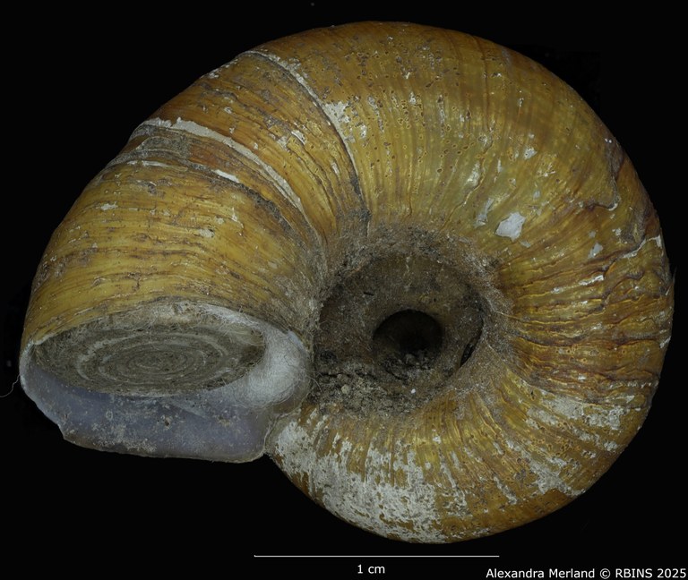 BE-RBINS-INV-MT-4264-Neocyclotus-meridaensis-type-V.jpg BE-RBINS-INV-MT-4264-Neocyclotus-meridaensis-type-V.jpg