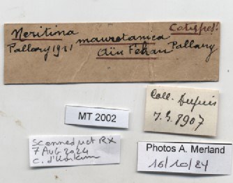 BE-RBINS-INV-MT-2002-Neritina-mauretanica-st-label.jpg