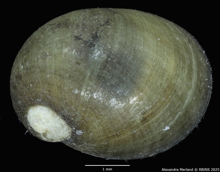 BE-RBINS-INV-MT-4170-Theodoxus-fluviatilis-cretensis-st-D.jpg BE-RBINS-INV-MT-4170-Theodoxus-fluviatilis-cretensis-st-D.jpg