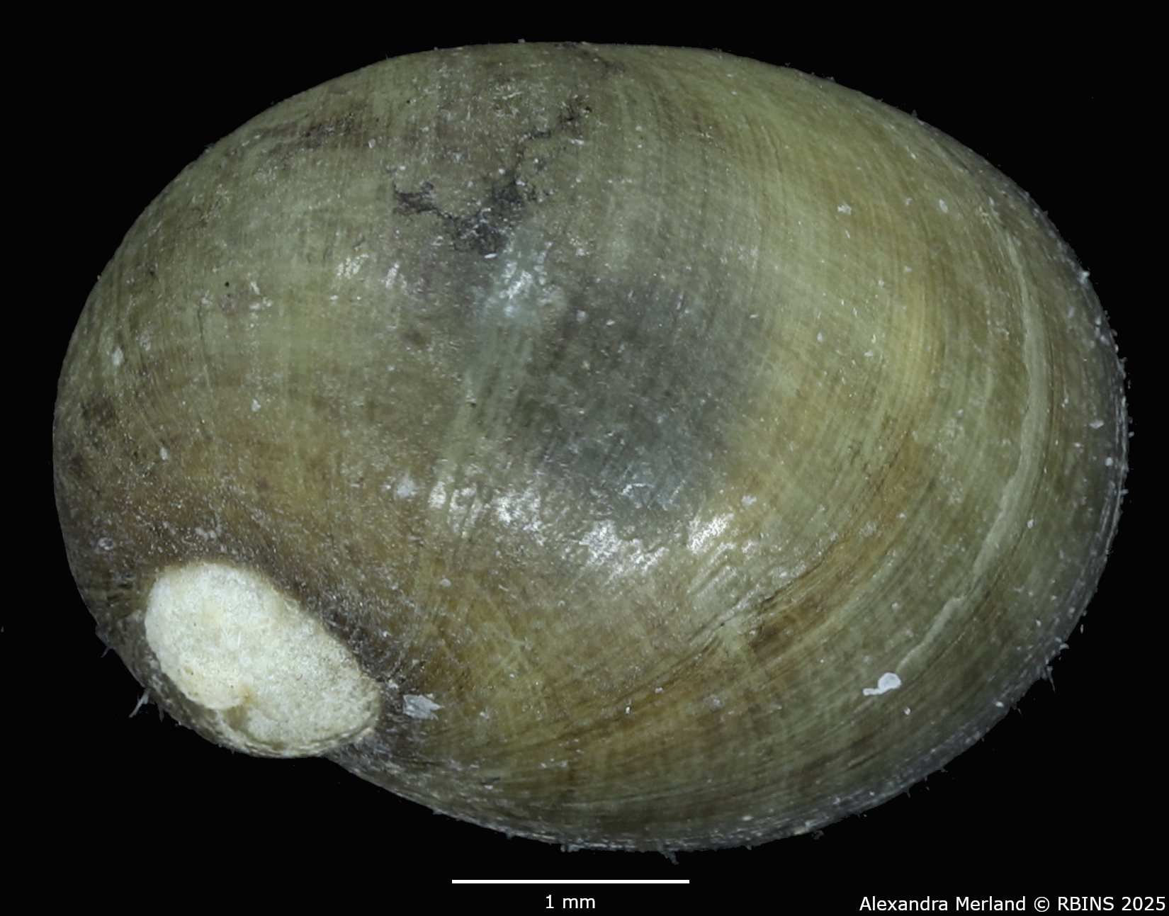 BE-RBINS-INV-MT-4170-Theodoxus-fluviatilis-cretensis-st-D.jpg