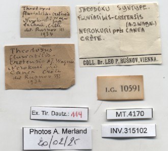 BE-RBINS-INV-MT-4170-Theodoxus-fluviatilis-cretensis-st-label.jpg BE-RBINS-INV-MT-4170-Theodoxus-fluviatilis-cretensis-st-label.jpg
