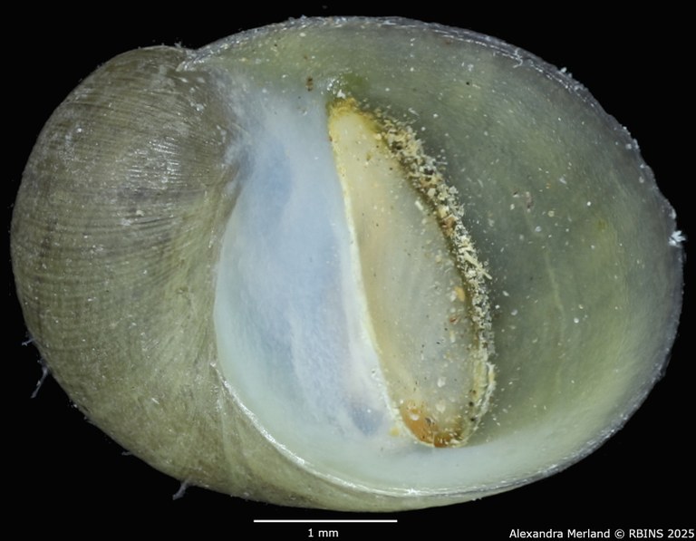 BE-RBINS-INV-MT-4170-Theodoxus-fluviatilis-cretensis-st-V.jpg BE-RBINS-INV-MT-4170-Theodoxus-fluviatilis-cretensis-st-V.jpg