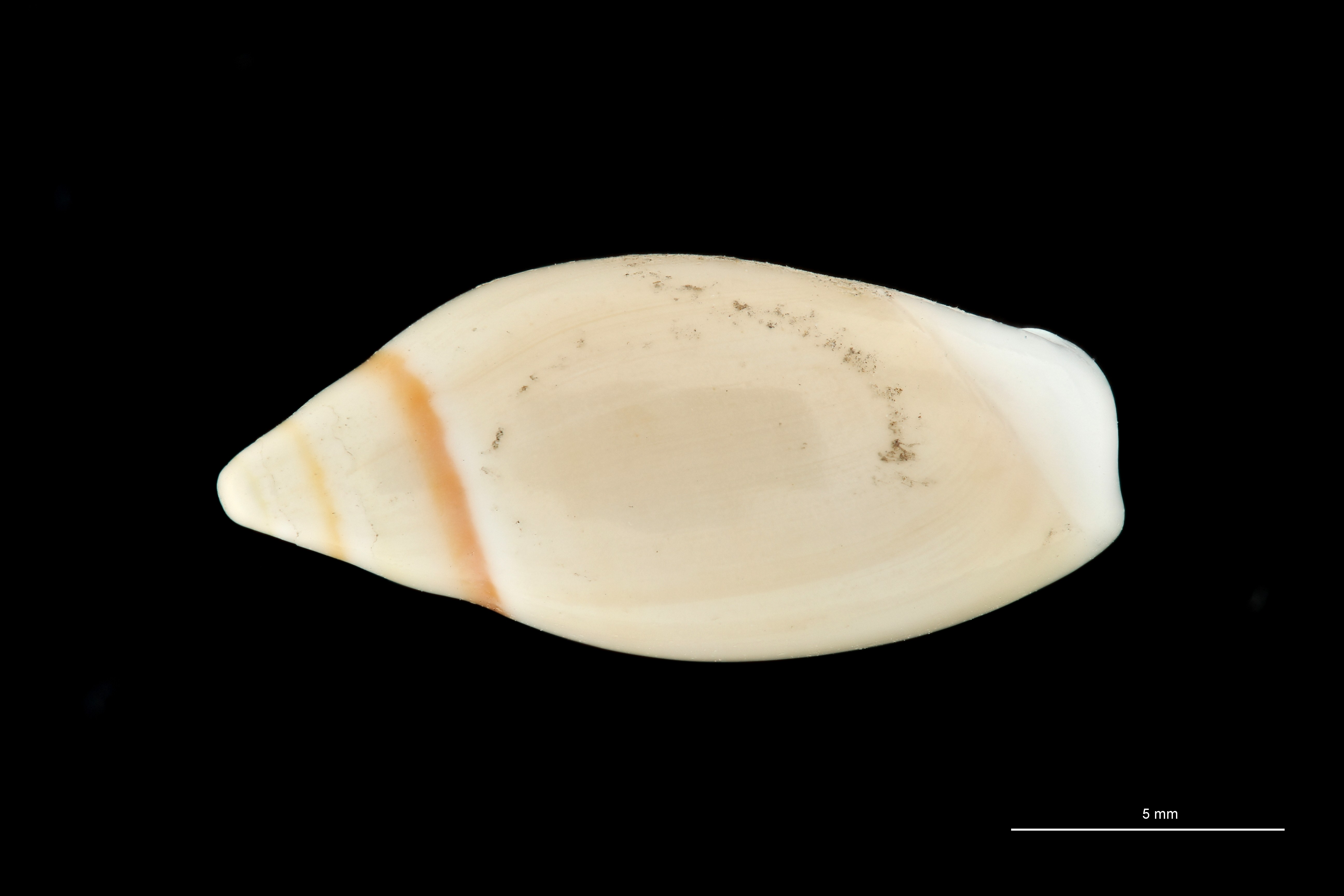 BE-RBINS-INV HOLOTYPE MT 409 Ancilla (Sparella) adelphe DORSAL ZS PMax Scaled.jpg