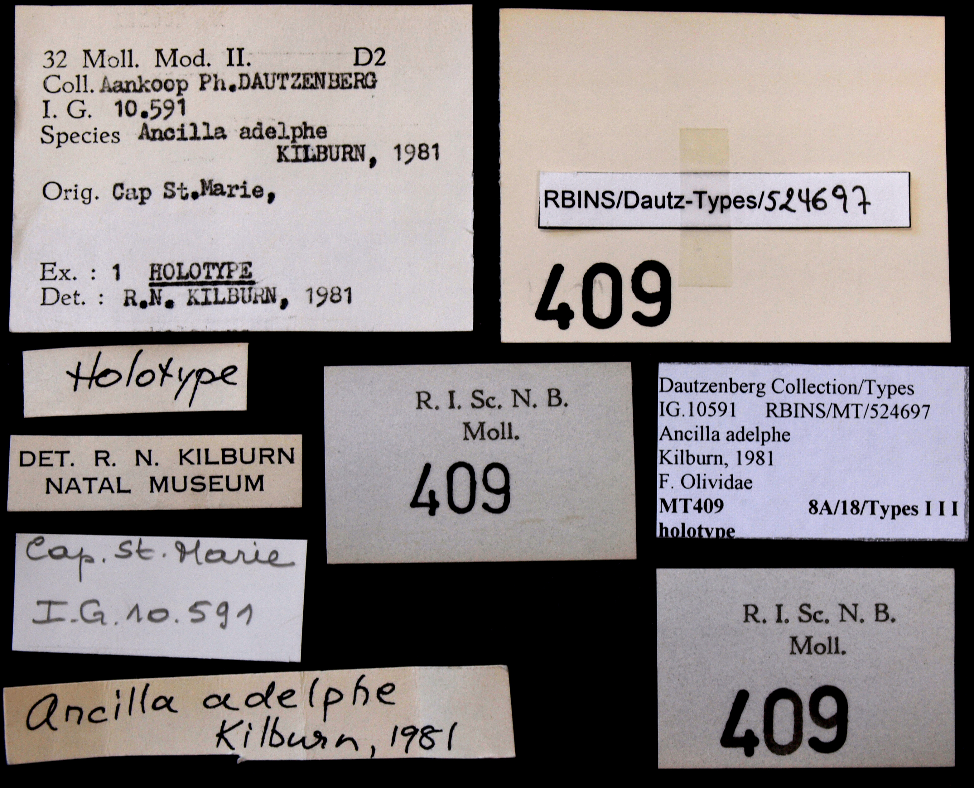 BE-RBINS-INV HOLOTYPE MT 409 Ancilla (Sparella) adelphe LABELS.jpg