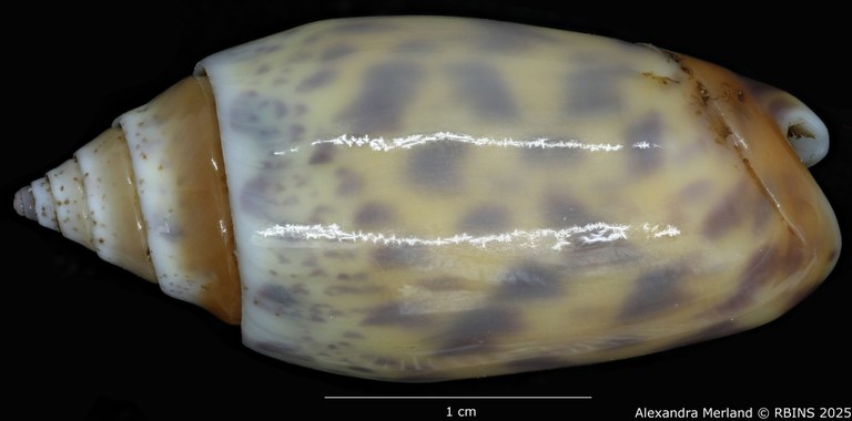 BE-RBINS-INV-MT-426-Oliva-bulowi-phuketensis-ht-D.jpg BE-RBINS-INV-MT-426-Oliva-bulowi-phuketensis-ht-D.jpg