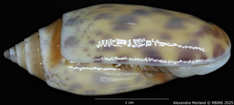 BE-RBINS-INV-MT-426-Oliva-bulowi-phuketensis-ht-L.jpg BE-RBINS-INV-MT-426-Oliva-bulowi-phuketensis-ht-L.jpg