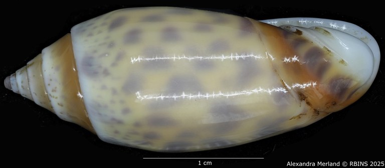 BE-RBINS-INV-MT-426-Oliva-bulowi-phuketensis-ht-L2.jpg BE-RBINS-INV-MT-426-Oliva-bulowi-phuketensis-ht-L2.jpg