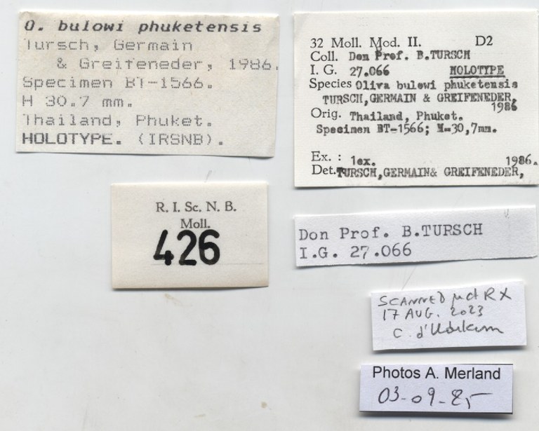 BE-RBINS-INV-MT-426-Oliva-bulowi-phuketensis-ht-label.jpg BE-RBINS-INV-MT-426-Oliva-bulowi-phuketensis-ht-label.jpg