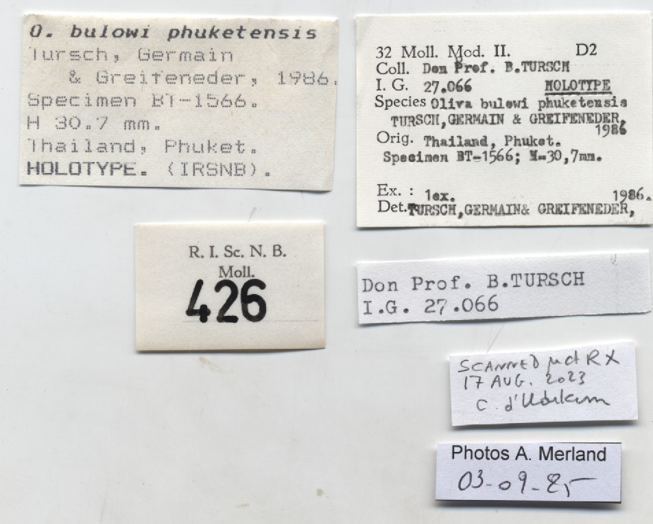 BE-RBINS-INV-MT-426-Oliva-bulowi-phuketensis-ht-label.jpg