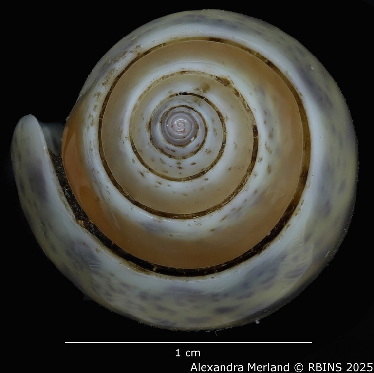 BE-RBINS-INV-MT-426-Oliva-bulowi-phuketensis-ht-Top.jpg BE-RBINS-INV-MT-426-Oliva-bulowi-phuketensis-ht-Top.jpg