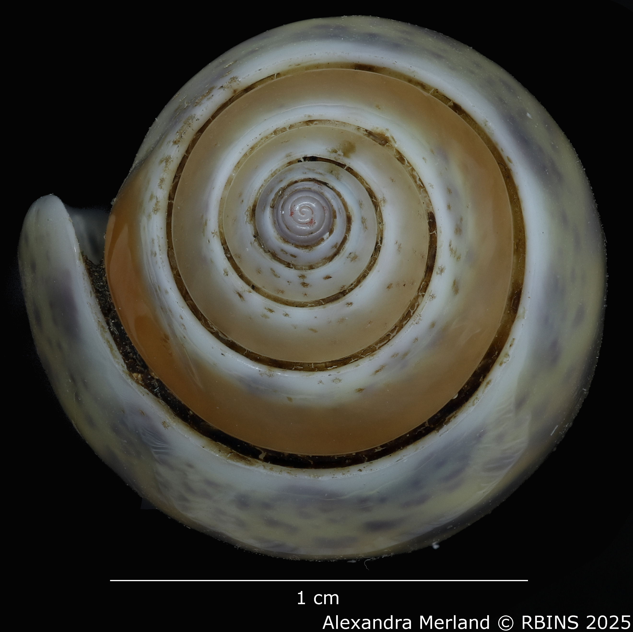 BE-RBINS-INV-MT-426-Oliva-bulowi-phuketensis-ht-Top.jpg