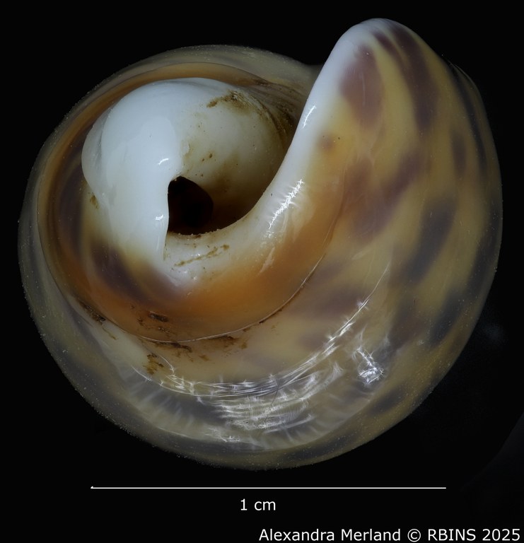BE-RBINS-INV-MT-426-Oliva-bulowi-phuketensis-ht-Top2.jpg BE-RBINS-INV-MT-426-Oliva-bulowi-phuketensis-ht-Top2.jpg