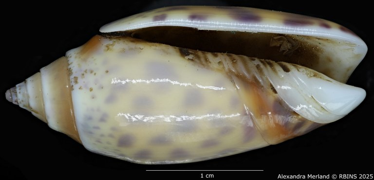 BE-RBINS-INV-MT-426-Oliva-bulowi-phuketensis-ht-V.jpg BE-RBINS-INV-MT-426-Oliva-bulowi-phuketensis-ht-V.jpg