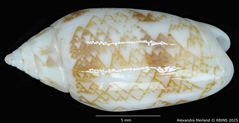 BE-RBINS-INV-MT-447-Oliva-chrysoplecta-ht-D.jpg