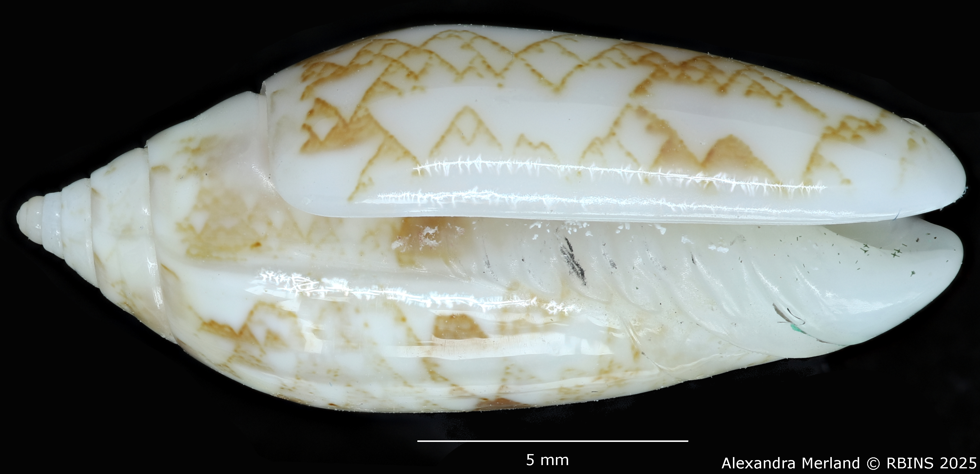 BE-RBINS-INV-MT-447-Oliva-chrysoplecta-ht-L.jpg