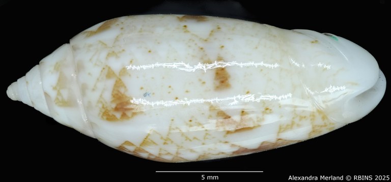BE-RBINS-INV-MT-447-Oliva-chrysoplecta-ht-L2.jpg