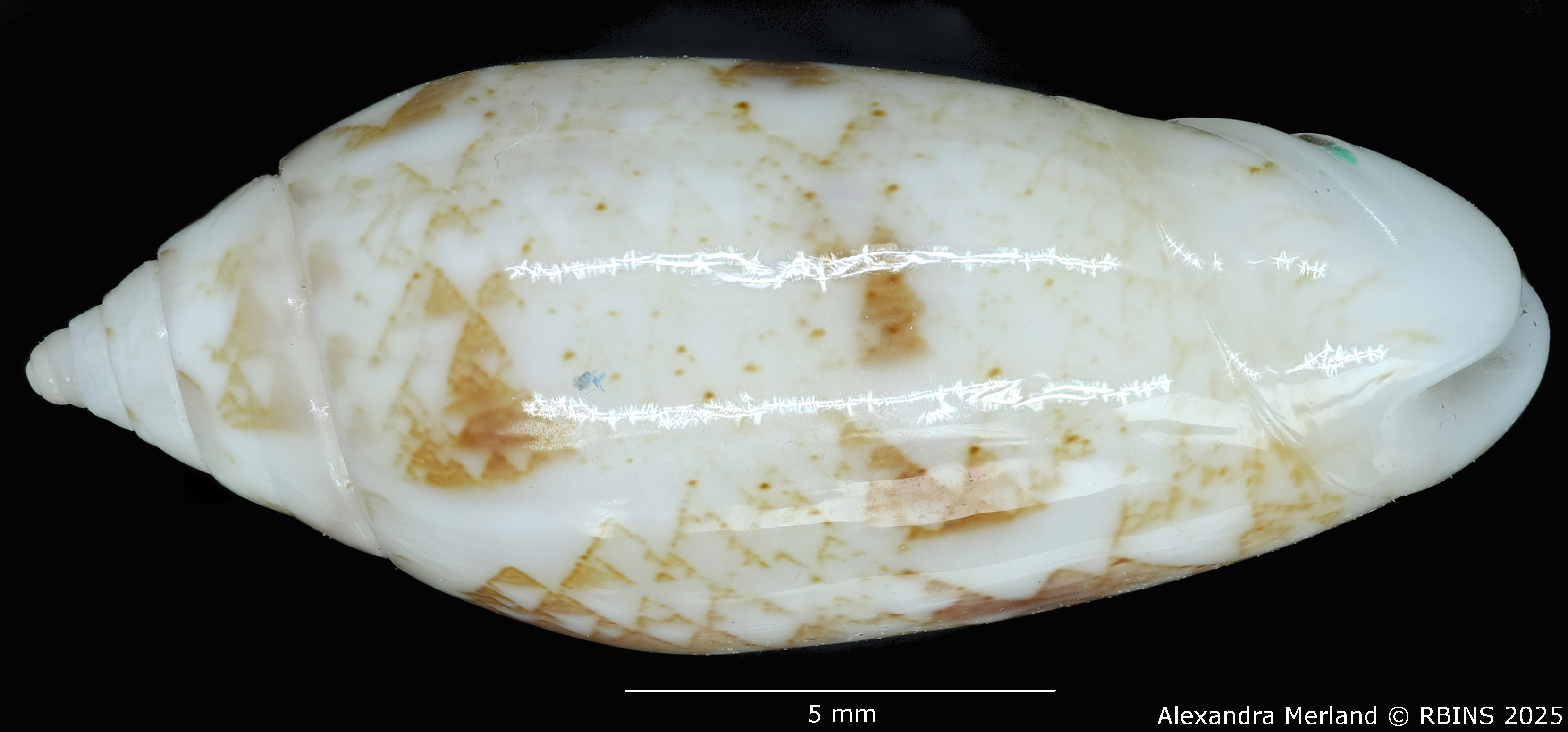 BE-RBINS-INV-MT-447-Oliva-chrysoplecta-ht-L2.jpg