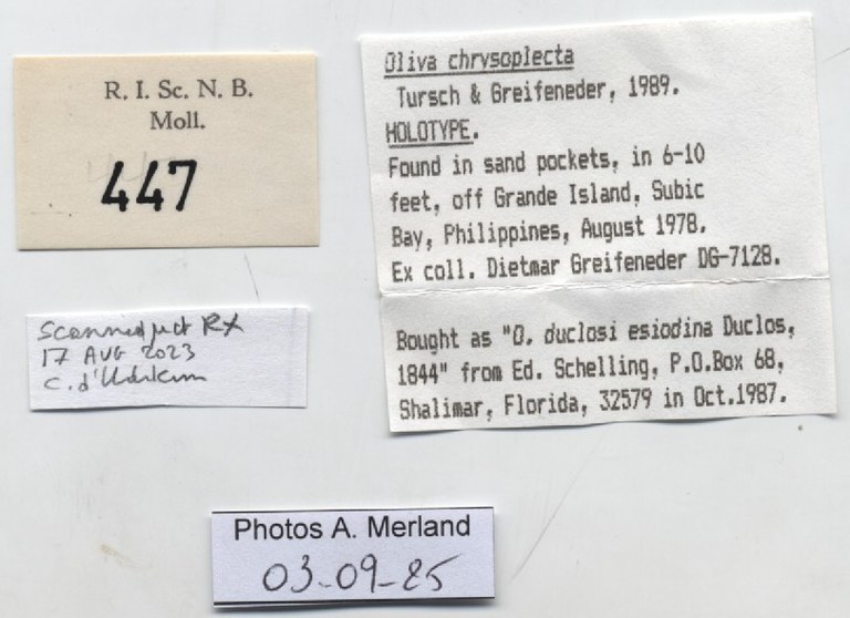 BE-RBINS-INV-MT-447-Oliva-chrysoplecta-ht-label.jpg