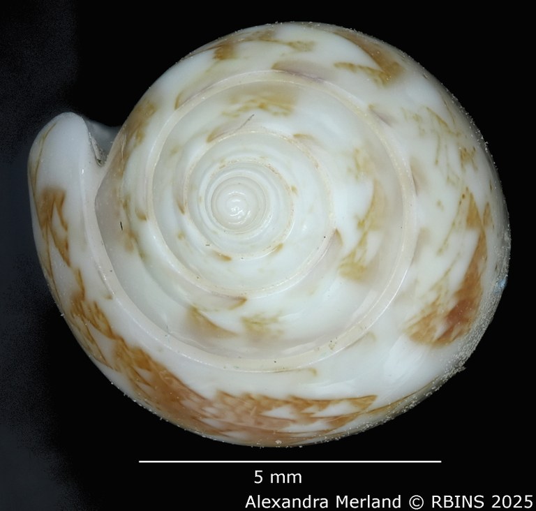 BE-RBINS-INV-MT-447-Oliva-chrysoplecta-ht-Top.jpg