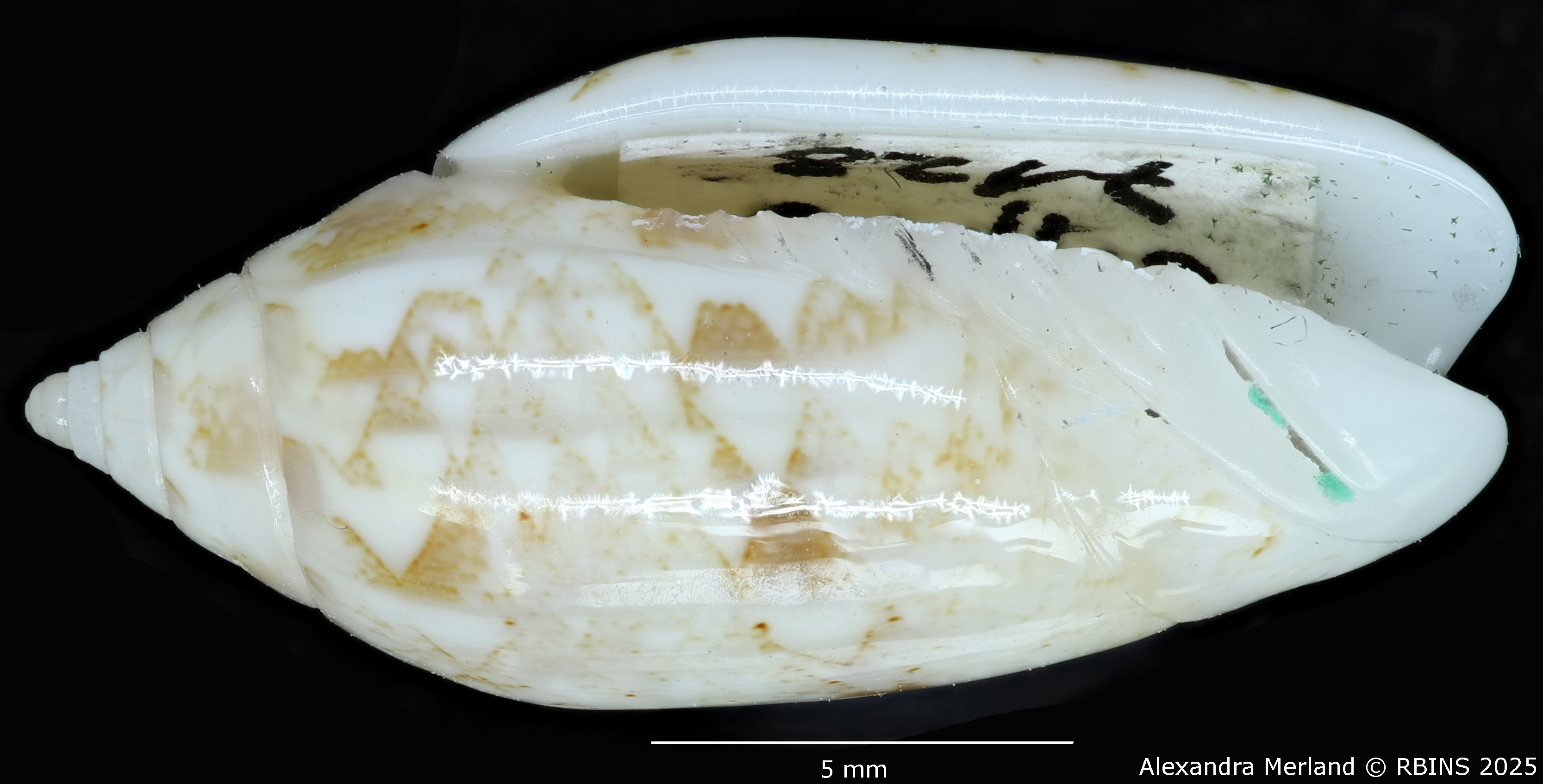 BE-RBINS-INV-MT-447-Oliva-chrysoplecta-ht-V.jpg
