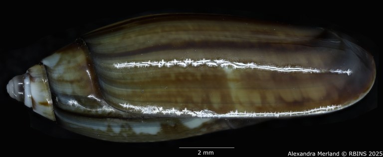 BE-RBINS-INV-MT-3111-Oliva-ouini-pt-L.jpg BE-RBINS-INV-MT-3111-Oliva-ouini-pt-L.jpg