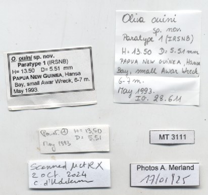 BE-RBINS-INV-MT-3111-Oliva-ouini-pt-label.jpg BE-RBINS-INV-MT-3111-Oliva-ouini-pt-label.jpg