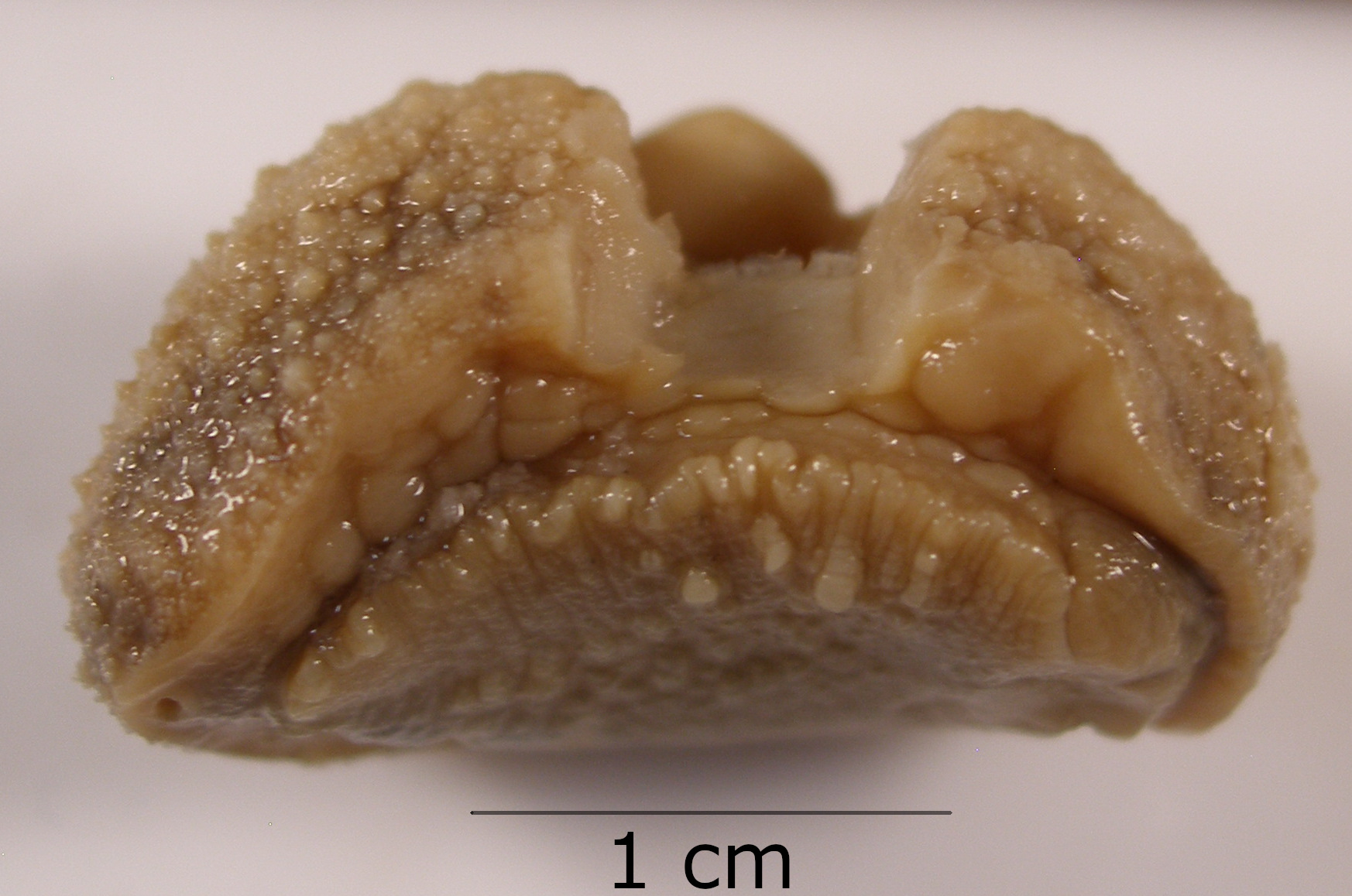 BE-RBINS-INV-MT-3823-Onchidium-straelenii-st (1)bis.JPG