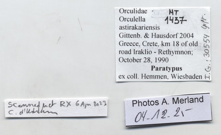 BE-RBINS-INV-MT-1437-Orculella-astirakariensis-pt-label.jpg