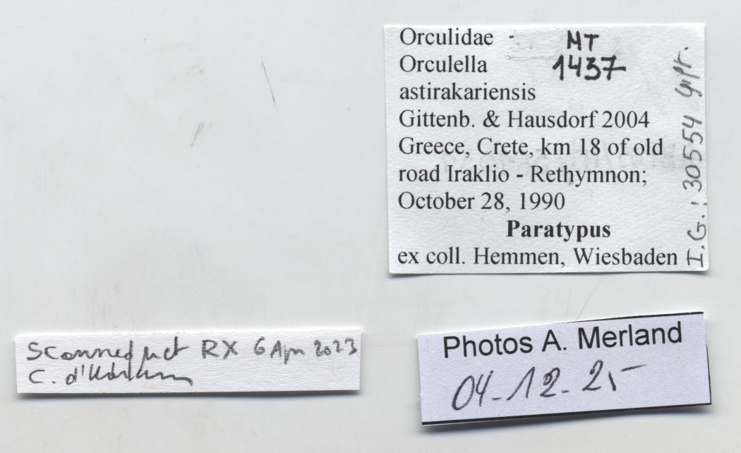 BE-RBINS-INV-MT-1437-Orculella-astirakariensis-pt-label.jpg
