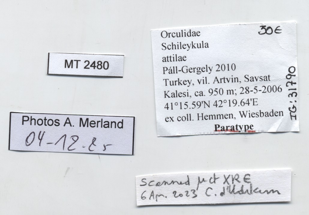 BE-RBINS-INV-MT-2480-Schileykula-attilae-pt-label.jpg