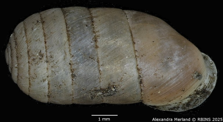 BE-RBINS-INV-MT-2606-Schileykula-attilae-pt-D.jpg BE-RBINS-INV-MT-2606-Schileykula-attilae-pt-D.jpg