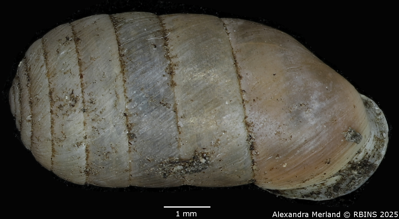 BE-RBINS-INV-MT-2606-Schileykula-attilae-pt-D.jpg