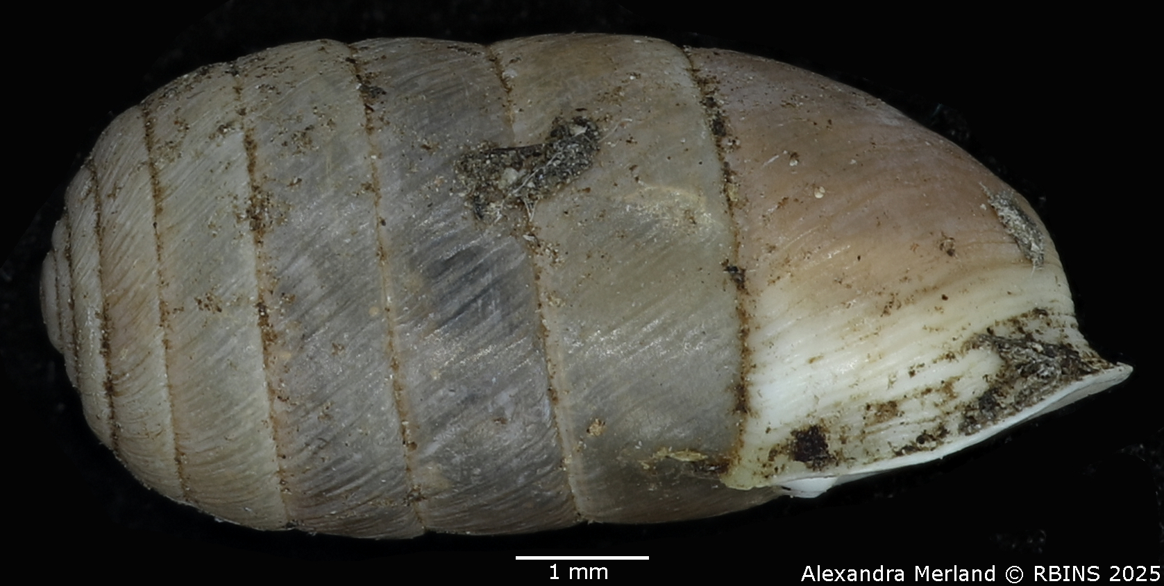BE-RBINS-INV-MT-2606-Schileykula-attilae-pt-L.jpg