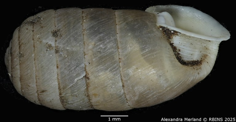 BE-RBINS-INV-MT-2606-Schileykula-attilae-pt-L2.jpg BE-RBINS-INV-MT-2606-Schileykula-attilae-pt-L2.jpg